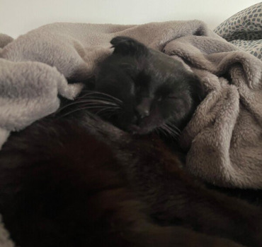 Opération pour mon chat Baghera