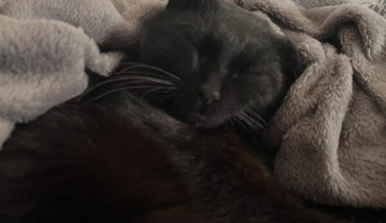 Opération pour mon chat Baghera