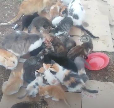 aide nourritures et soins des chats de rue hassan