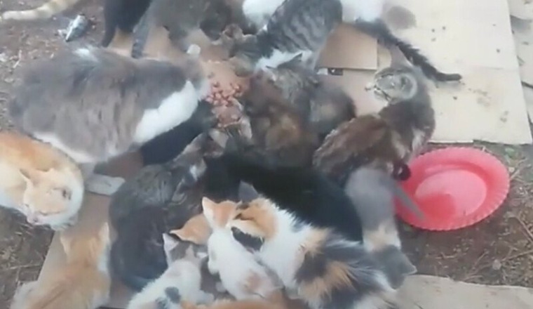 aide nourritures et soins des chats de rue hassan