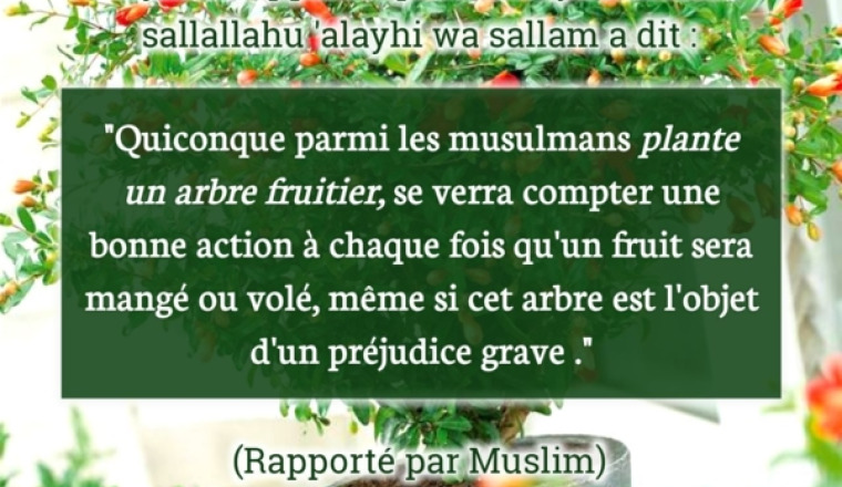 Plantation d'arbres fruitiers en Algérie