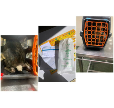 Collecte de don pour les chats errants
