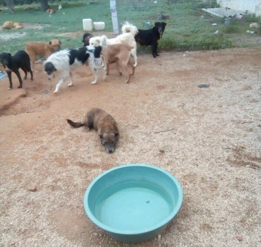 Aide URGENTE pour les animaux de Sabrina.