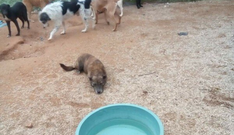 Aide URGENTE pour les animaux de Sabrina.