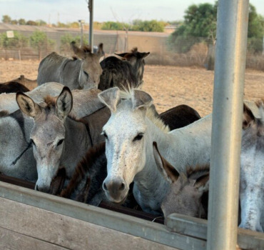 Sauver les ânes de Sharon