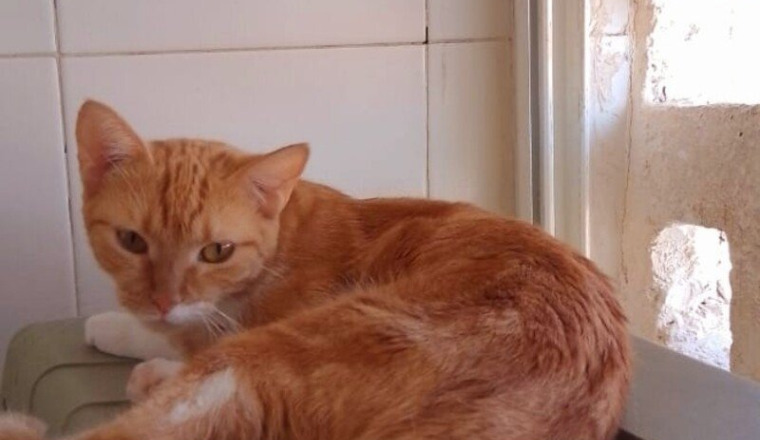 Vite stérilisons les 11 chattes de cette famille