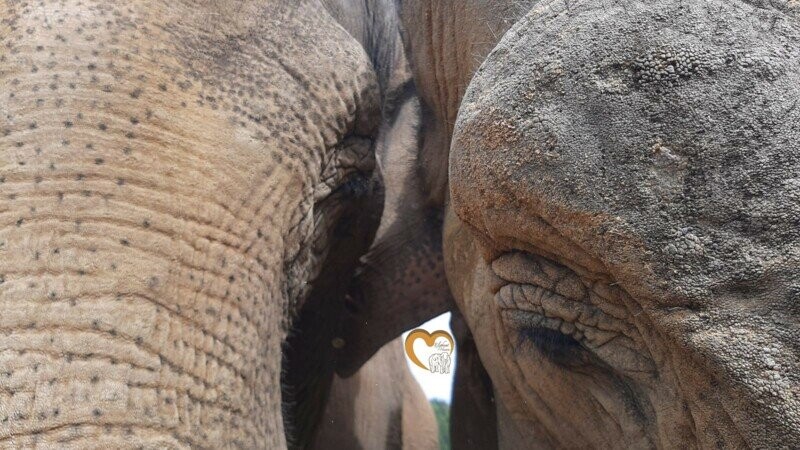Sanctuaire pour éléphants de cirques&zoos d'Europe