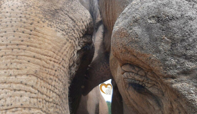 Sanctuaire pour éléphants de cirques&zoos d'Europe