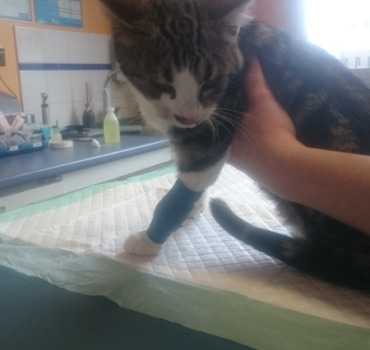 Chat accidenté