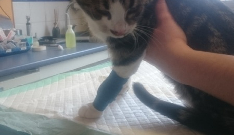 Chat accidenté