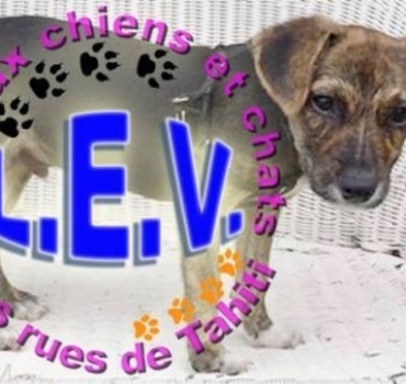 Aide aux chiens et chats des rues de Tahiti