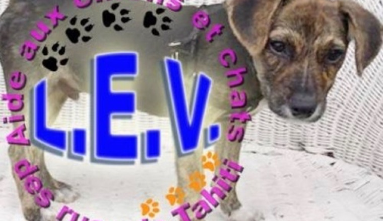 Aide aux chiens et chats des rues de Tahiti