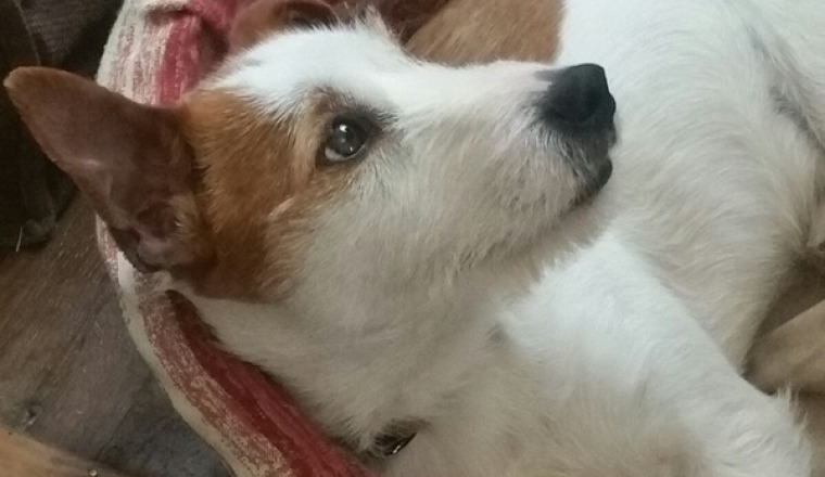 Aidez-nous à sauver notre chien