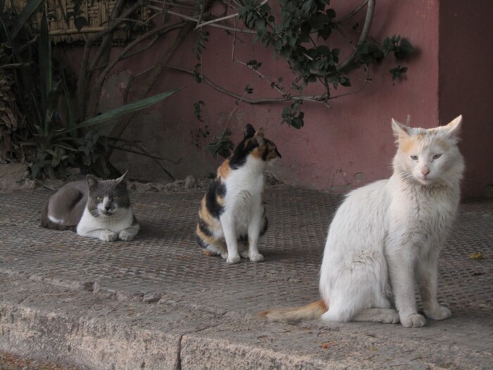 Image justificative de la cagnotte