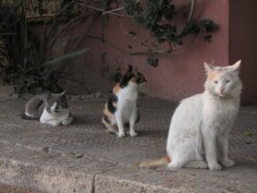 Image justificative de la cagnotte