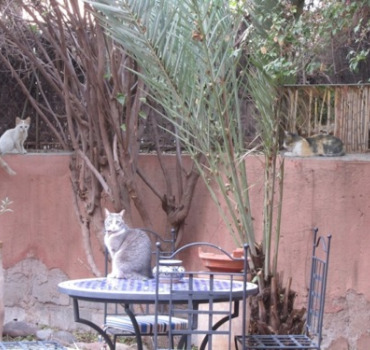 UN GITE POUR LES CHATS DES RUES