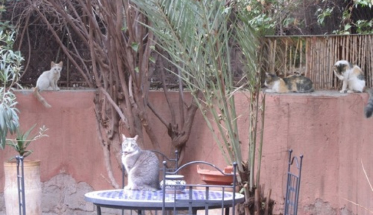 UN GITE POUR LES CHATS DES RUES
