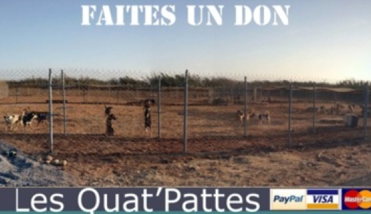 Un VRAI refuge bien sécurisé pour nos Quat'pattes