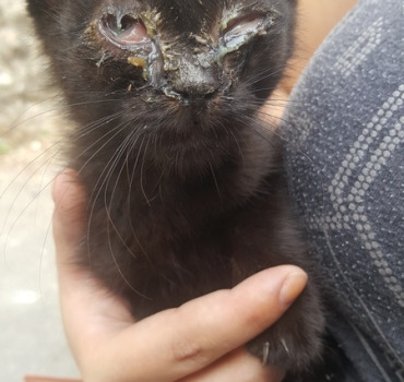 Les chats de Châteaudun
