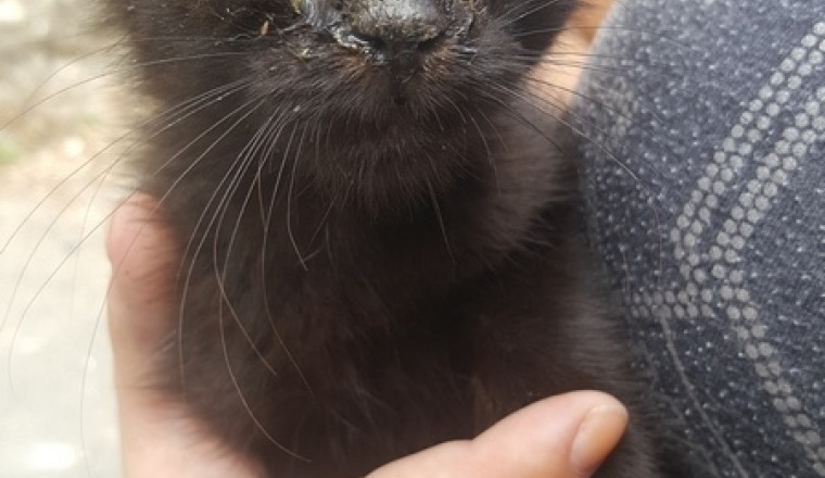 Les chats de Châteaudun