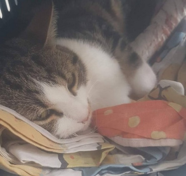 Pour mon chat