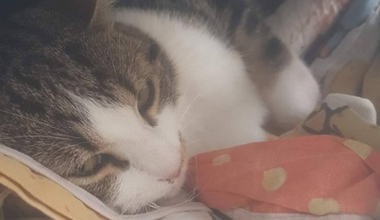 Pour mon chat