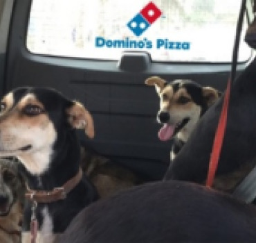 Un Uber pour les Quat'Pattes
