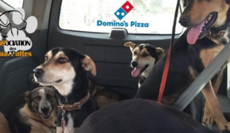 Un Uber pour les Quat'Pattes