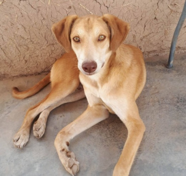 Pour  les animaux du Maroc via caroline