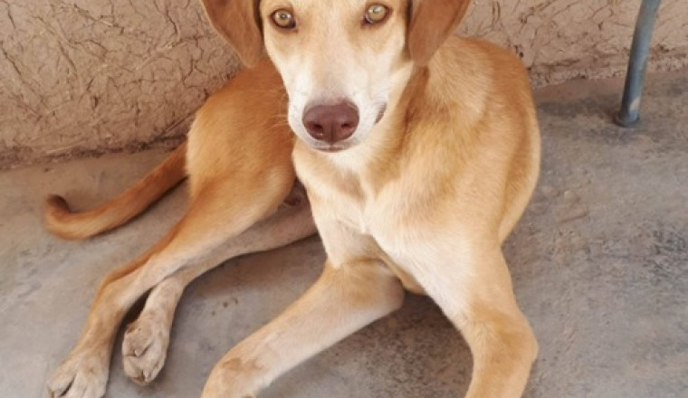 Pour  les animaux du Maroc via caroline