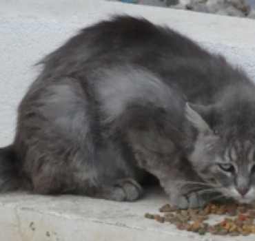 Aidez des chats des rues