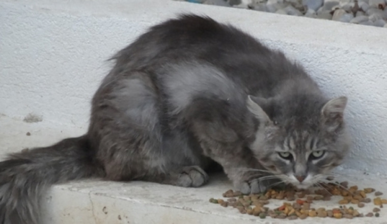 Aidez des chats des rues