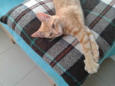Image justificative de la cagnotte