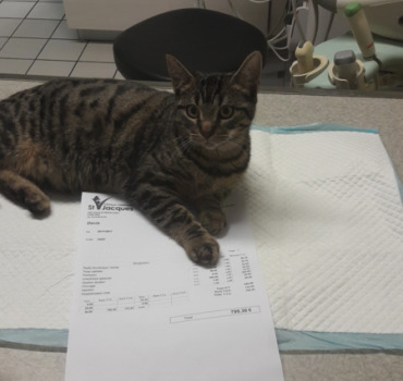 Opération pour chaton abandonné