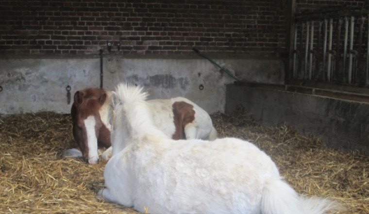 AIDEZ NOUS A PAYER LE FOIN DES EQUIDES EN RETRAITE