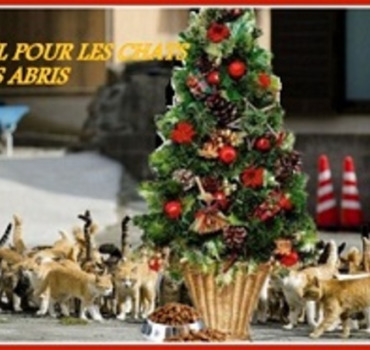 UN NOEL POUR LES CHATS SANS ABRIS