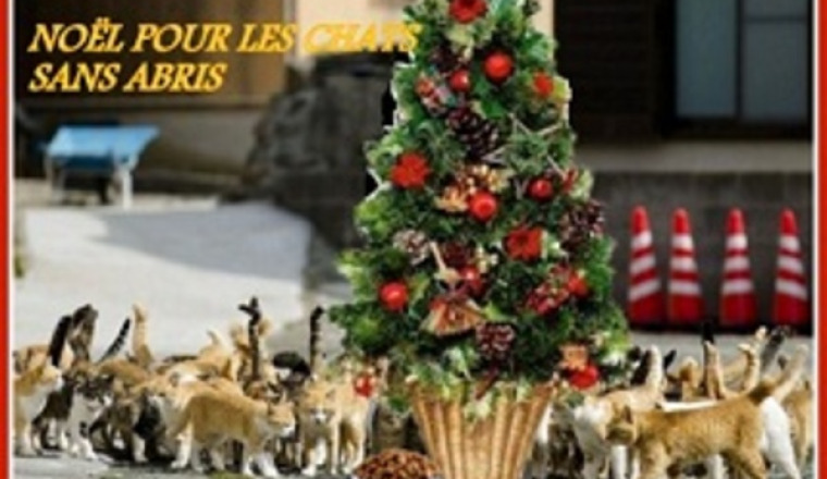 UN NOEL POUR LES CHATS SANS ABRIS