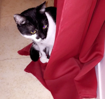 Opération de LULU