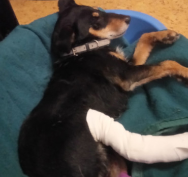 Financement des soins de notre chien