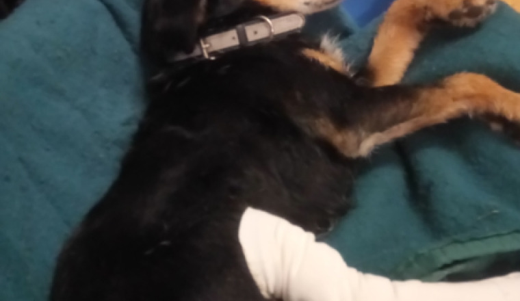 Financement des soins de notre chien