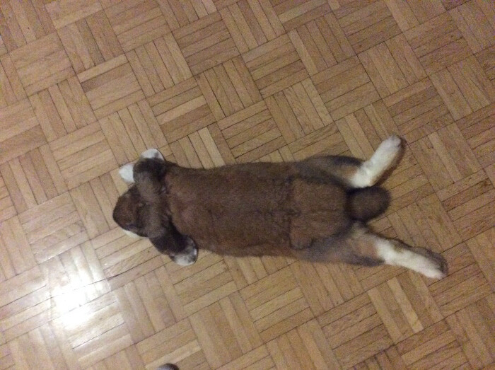 Image justificative de la cagnotte