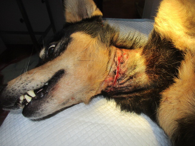 Image justificative de la cagnotte