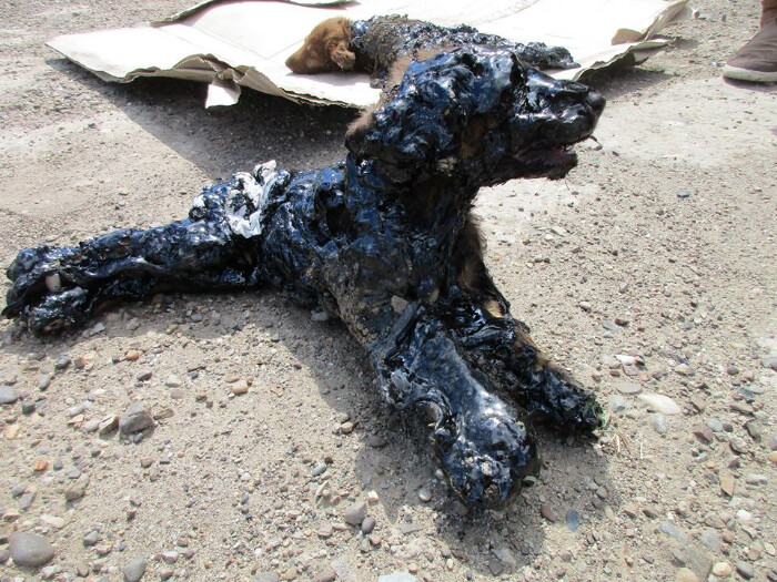Image justificative de la cagnotte