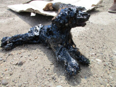 Image justificative de la cagnotte