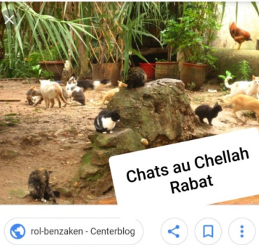 Chats au Chellah
