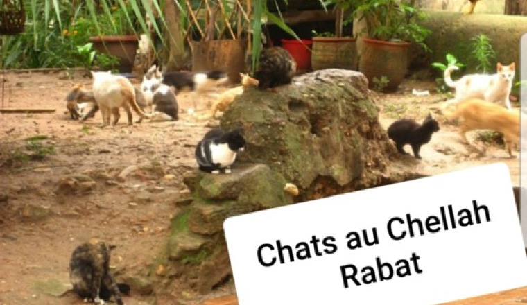 Chats au Chellah