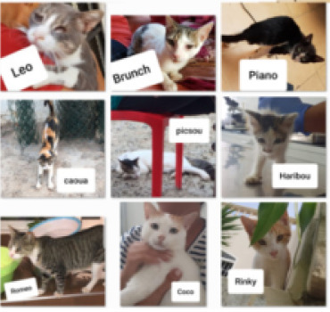 Factures 2018 Chats