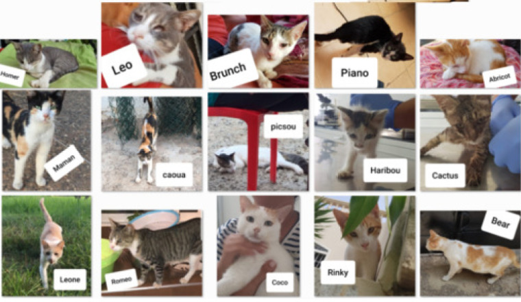 Factures 2018 Chats