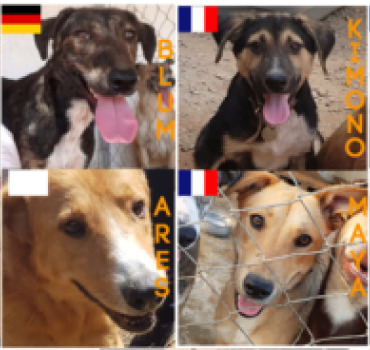 Passeport des Quat'pattes