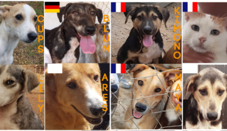 Passeport des Quat'pattes